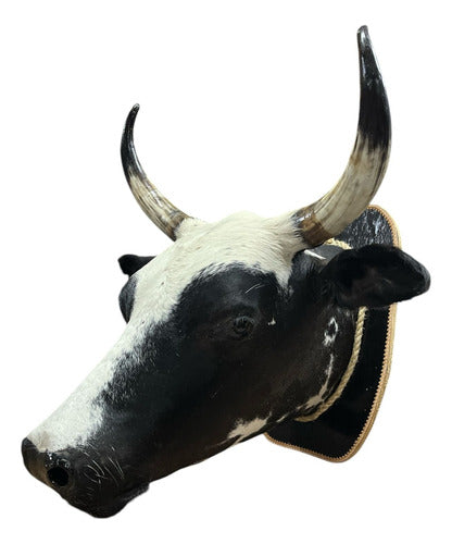 Decoração De Parede Cabeça De Boi Nelore Country Empalhada