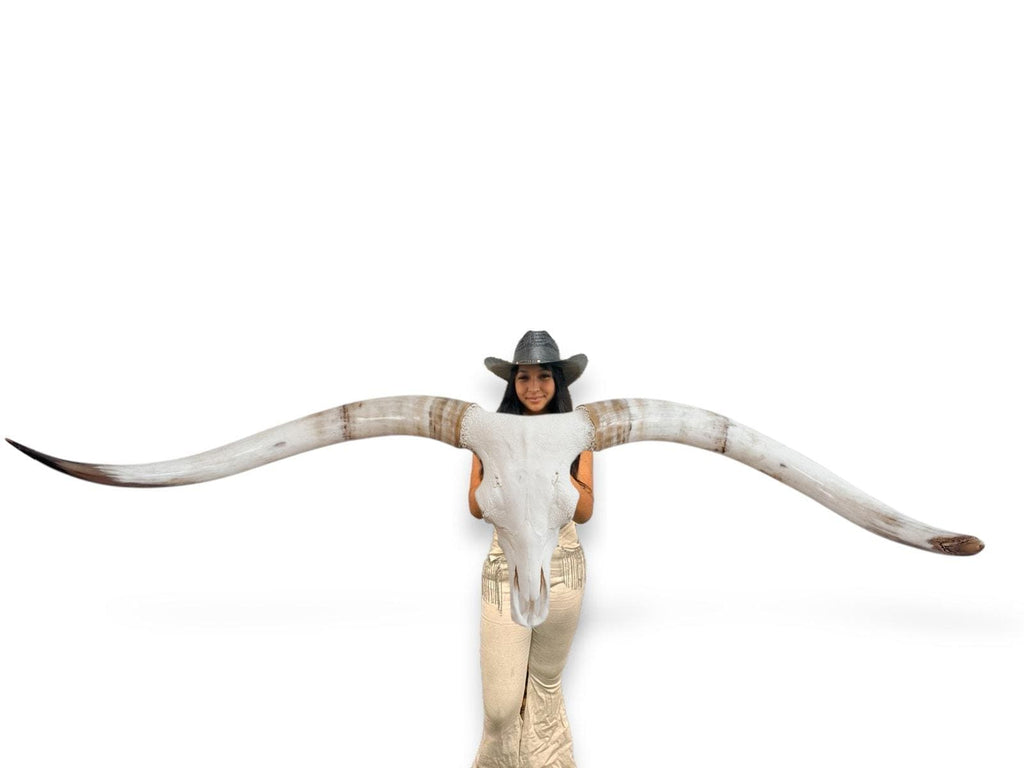 Crânio Real de Touro - Chifre LongHorn